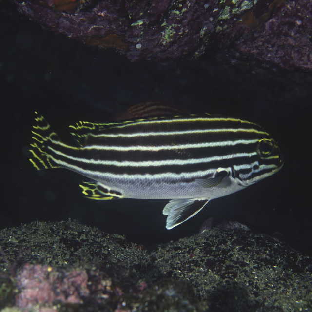 Plectorhinchus lessonii